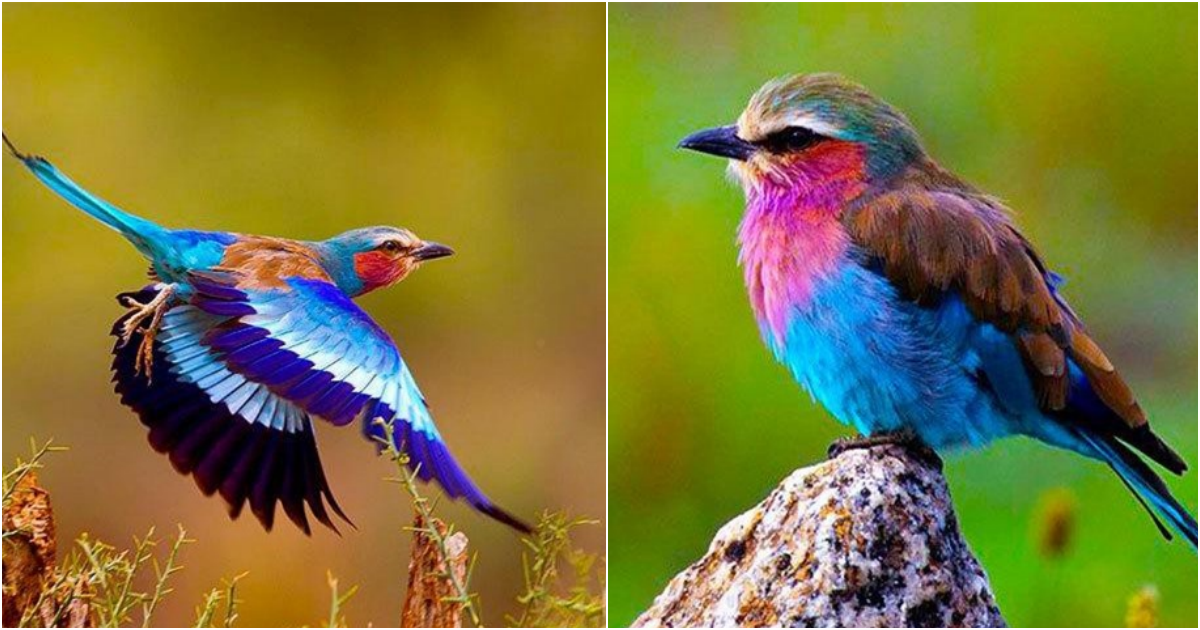 Admiring the enchanting beauty of these stunning birds, which are also incredibly loyal and devoted.