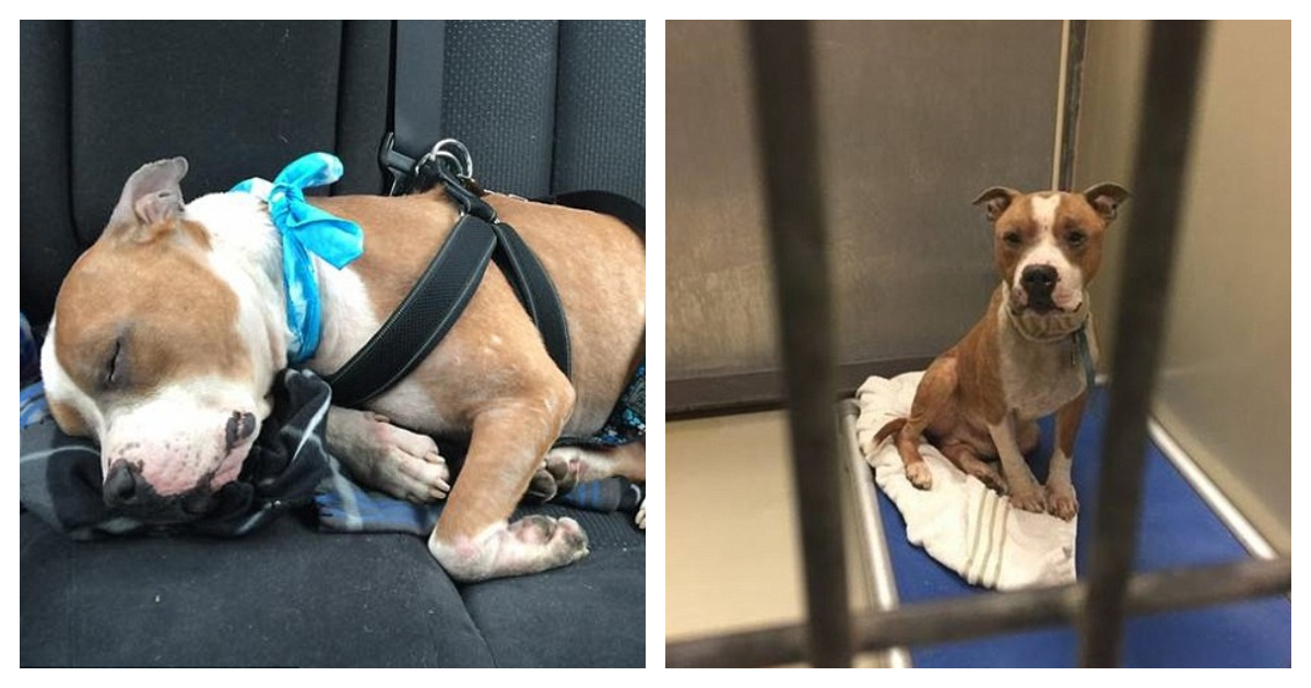 A Heartwarming Bond: Rescued Pit Bull Russ Finds Love and Comfort with his Forever Mom.