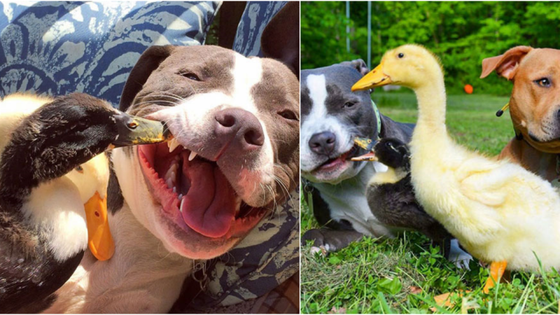 An interesting couple lives together with a dog, a cat, and a duck as one family.