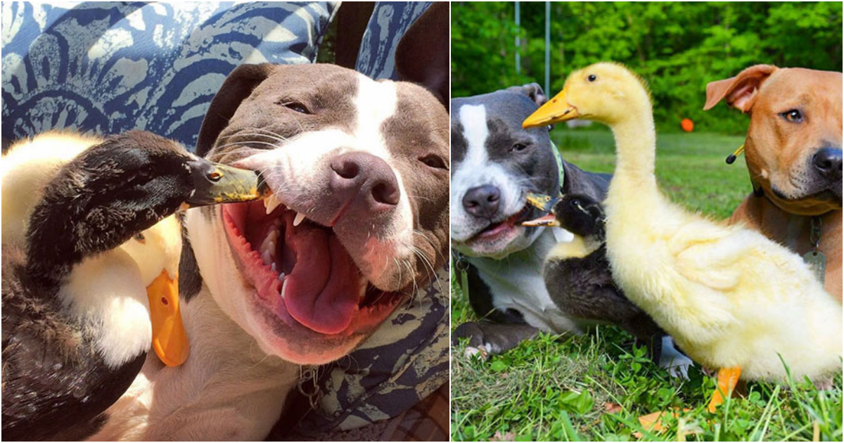 An interesting couple lives together with a dog, a cat, and a duck as one family.