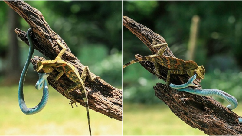 Intense battle between geckos and a green snake captured up close, with no clear winner emerging.