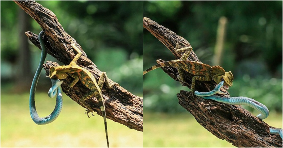 Intense battle between geckos and a green snake captured up close, with no clear winner emerging.
