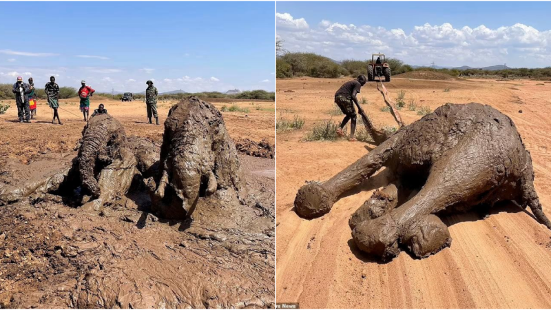 Rescuing a large herd of African elephants trapped in a muddy swamp.