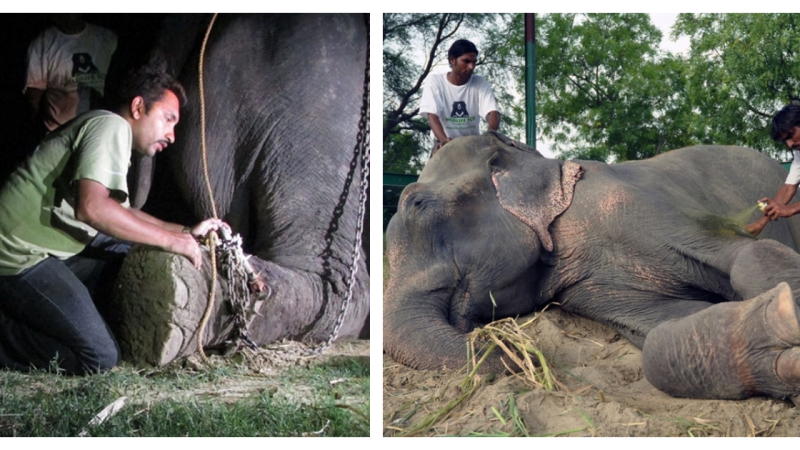 The elephant shed tears of joy as it was rescued after being chained for 50 years