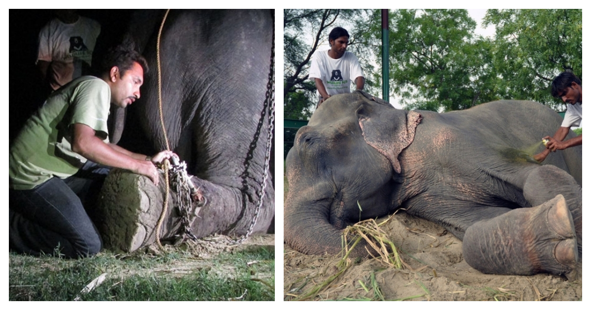 The elephant shed tears of joy as it was rescued after being chained for 50 years
