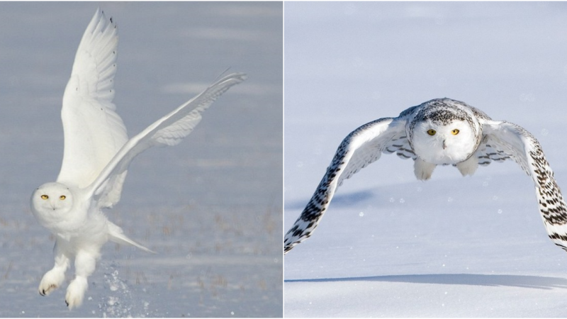 A Rare Glimpse of Disappearing Snowy Owls