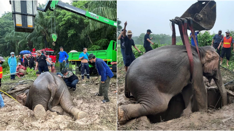 Dramatic rescue of mother and elephant calf in Thailand ends successfully.