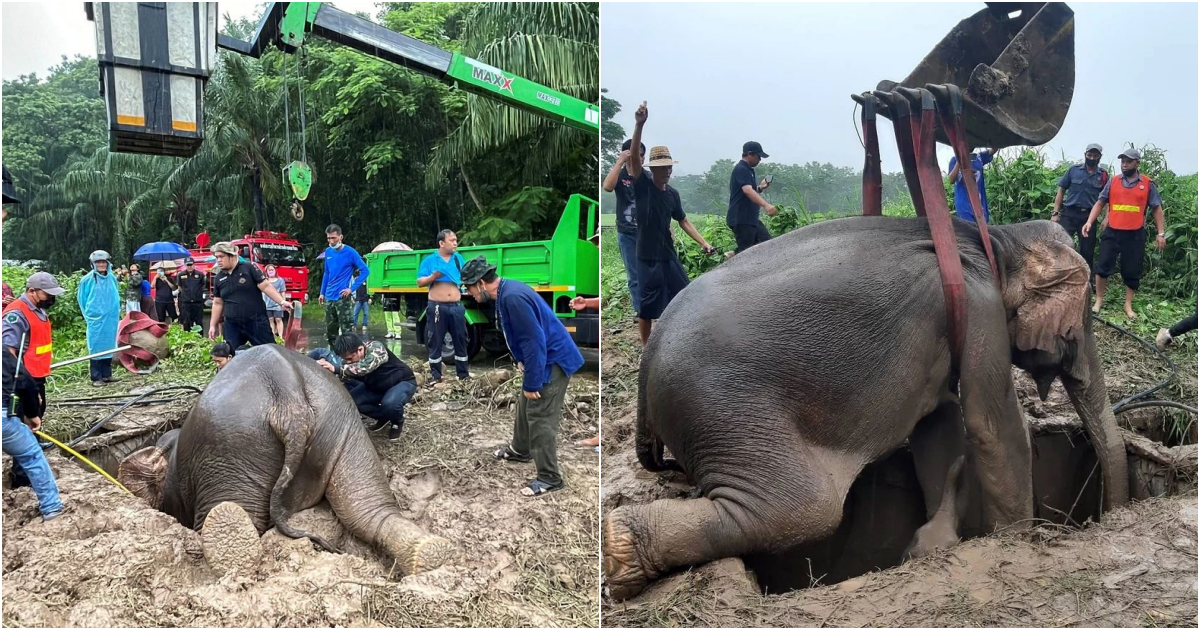 Dramatic rescue of mother and elephant calf in Thailand ends successfully.