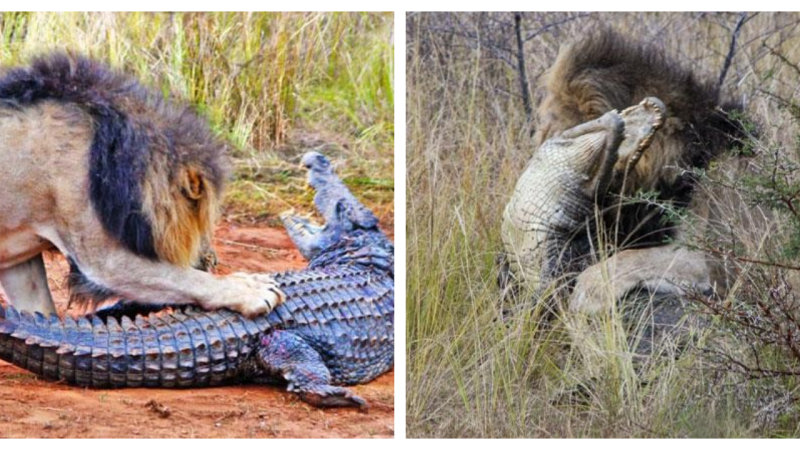 Going ashore to sunbathe, the crocodile was mercilessly tormented by a pack of lions.