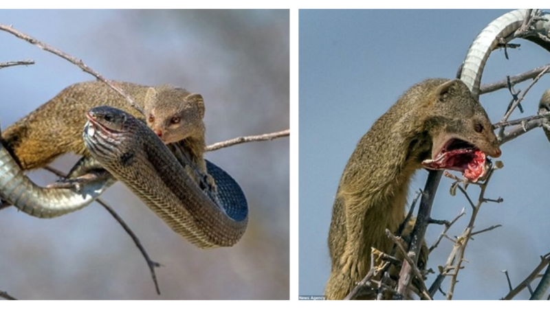 The fearless mongoose subdues the venomous snake