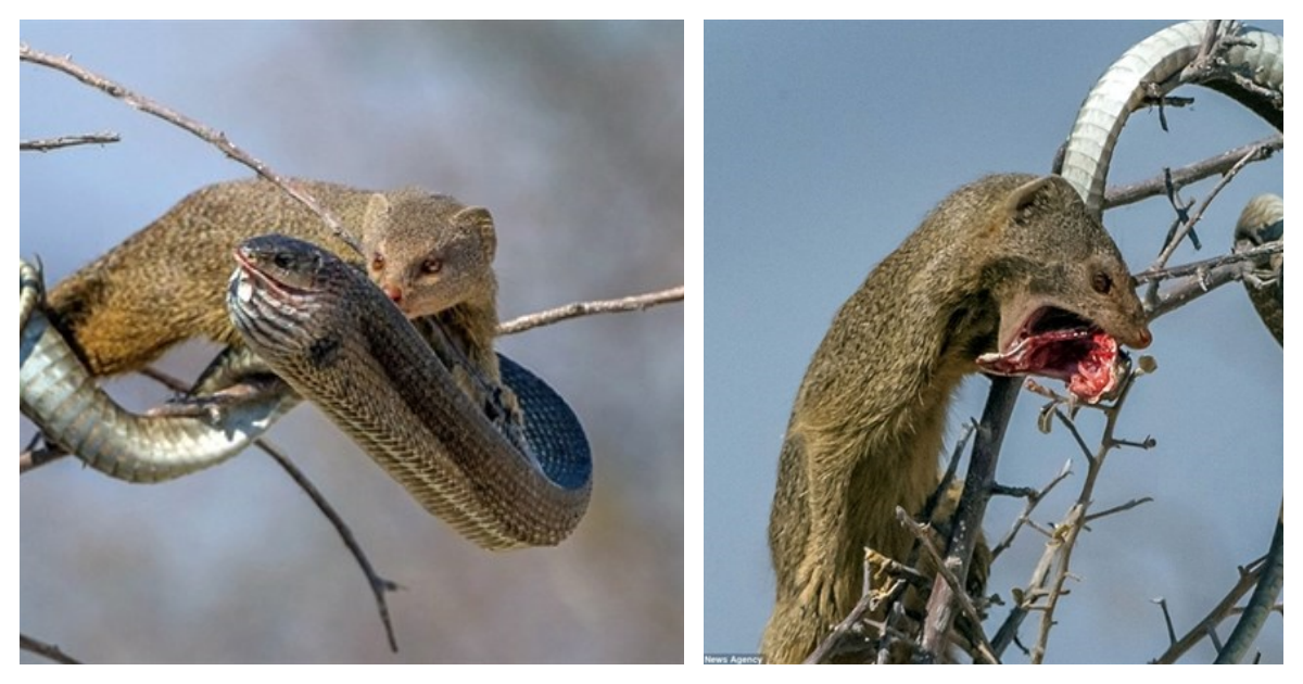 The fearless mongoose subdues the venomous snake