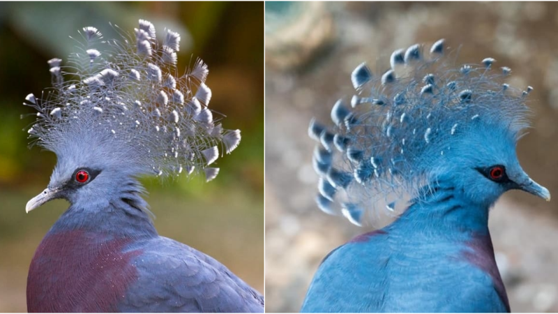 Uncovering the exquisite beauty in the realm of feathers The bird species hailed as the most beautiful in the world.