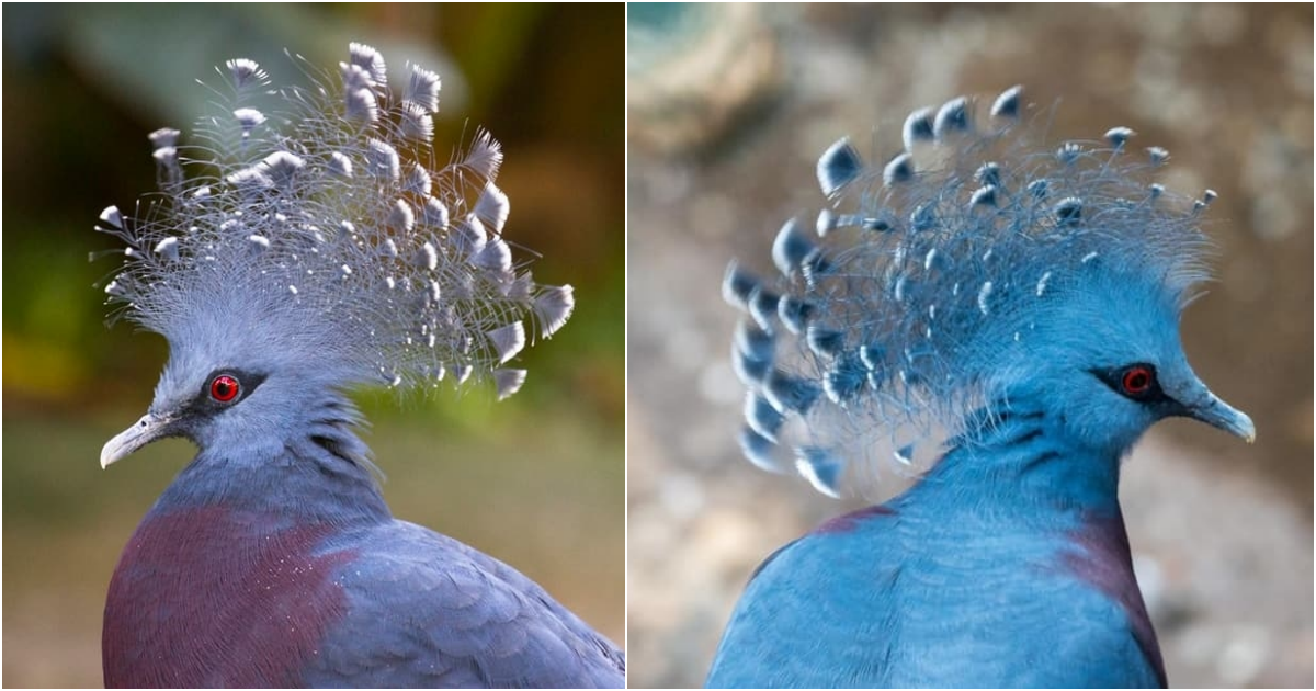Uncovering the exquisite beauty in the realm of feathers The bird species hailed as the most beautiful in the world.