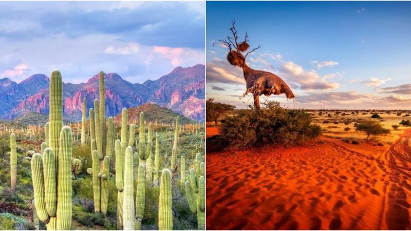 Captivatingly Beautiful Deserts Around the World: Discover the Marvelous Beauty of Renowned Deserts