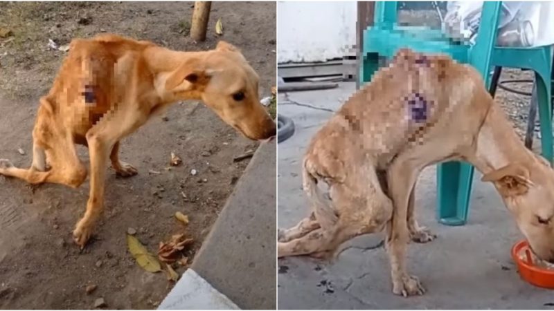 Heartbreaking Rescue: Dog’s Tears of Joy After Enduring Starvation and Neglect