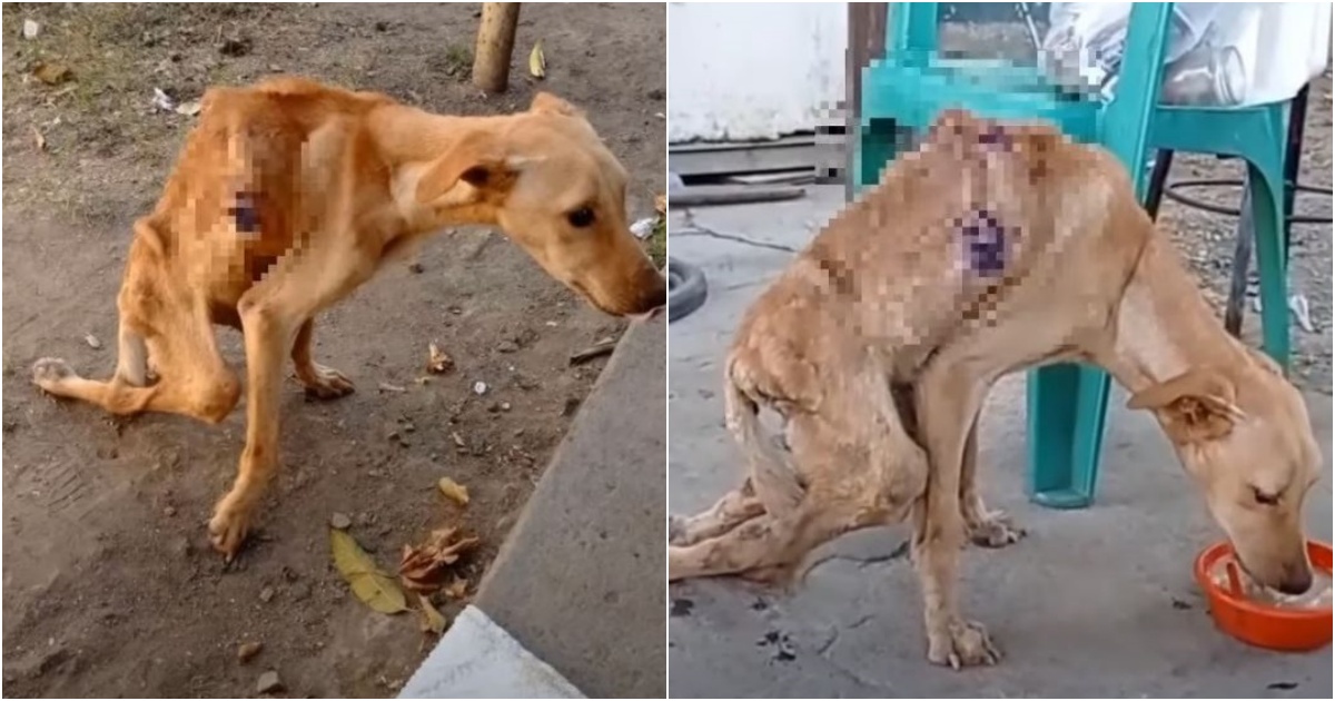 Heartbreaking Rescue: Dog’s Tears of Joy After Enduring Starvation and Neglect