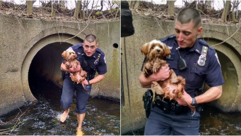 Heroic Cop Rescues Frightened Pup from Dark Tunnel, Barefoot and Fearless