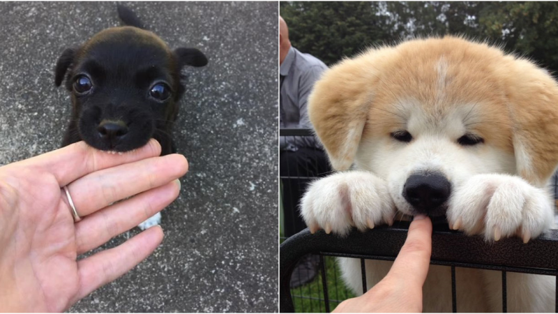 20 Adorable Puppy Photos That Will Melt Your Heart