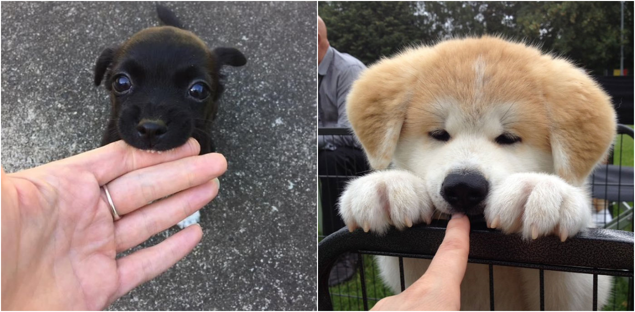 20 Adorable Puppy Photos That Will Melt Your Heart