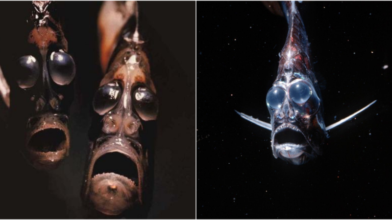 Unveiling the Abyssal Horror: The Ax Blade Fish