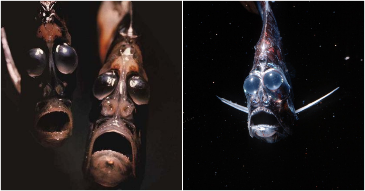 Unveiling the Abyssal Horror: The Ax Blade Fish