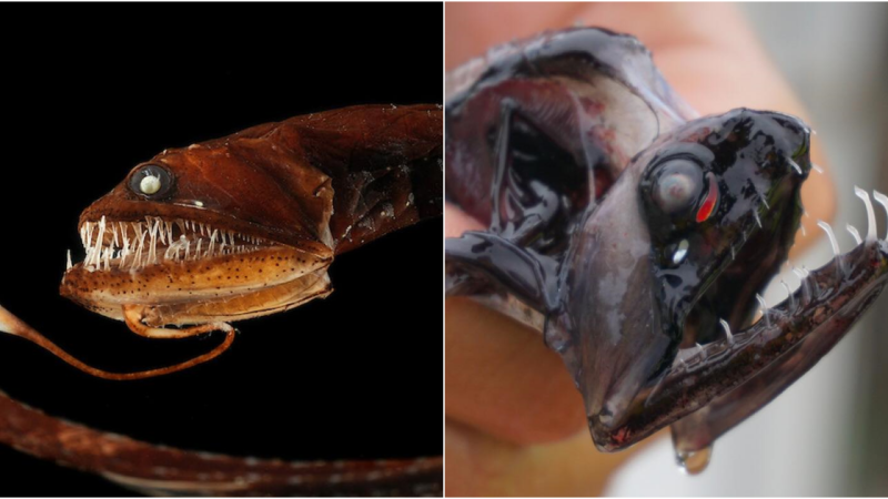 The Mystical Enigma: Deep-sea Dragonfish Unveiled