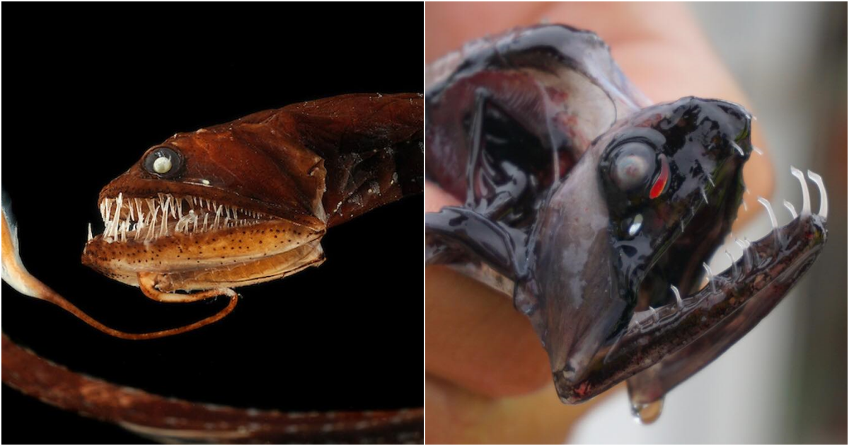 The Mystical Enigma: Deep-sea Dragonfish Unveiled