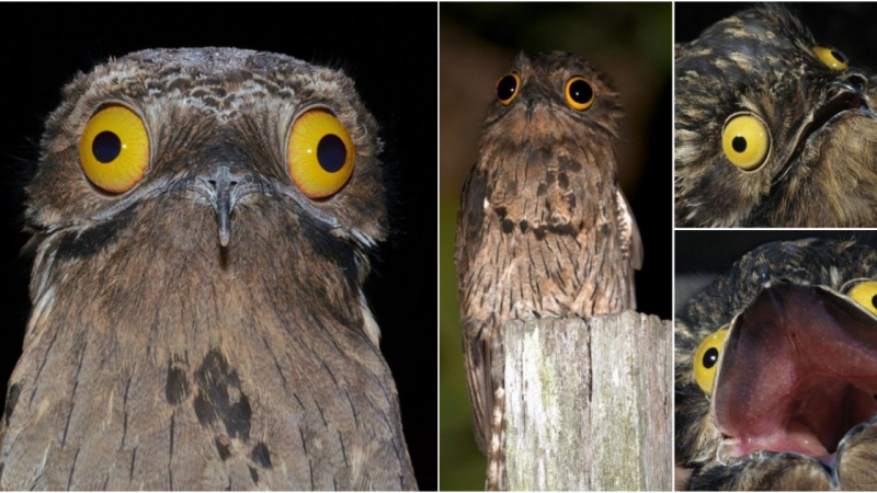 The Ugliness of the Potoo Bird: A Fascinating Blend of Beauty and Oddity in the Animal Kingdom