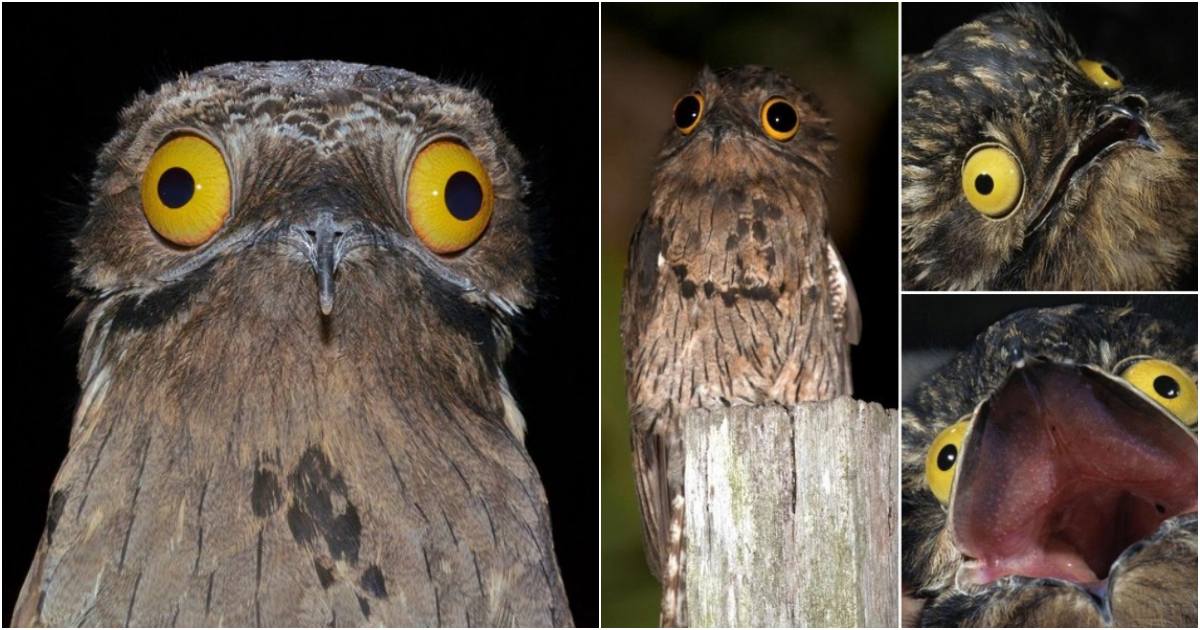 The Ugliness of the Potoo Bird: A Fascinating Blend of Beauty and Oddity in the Animal Kingdom