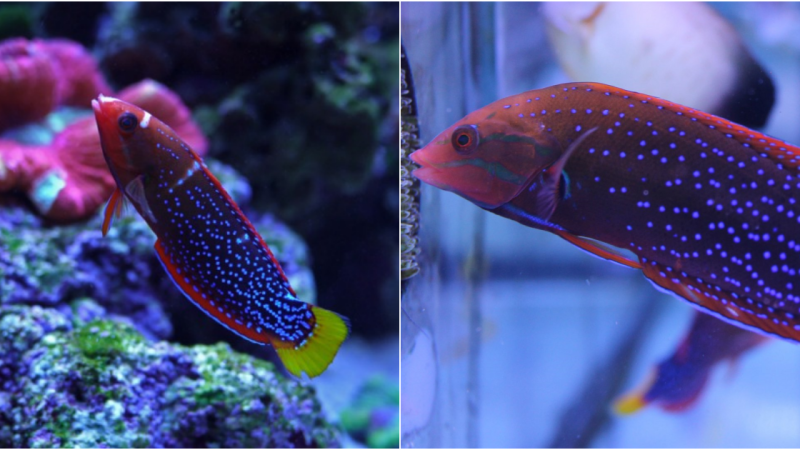 Red Coris Wrasse: The Mesmerizing Seven-Color Beauty of the Ocean