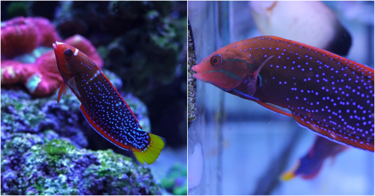 Red Coris Wrasse: The Mesmerizing Seven-Color Beauty of the Ocean