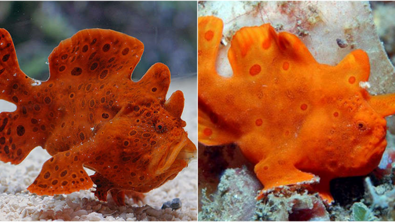 The Enigmatic Allure of the Red/Orange Anglerfish – Antennarius sp.