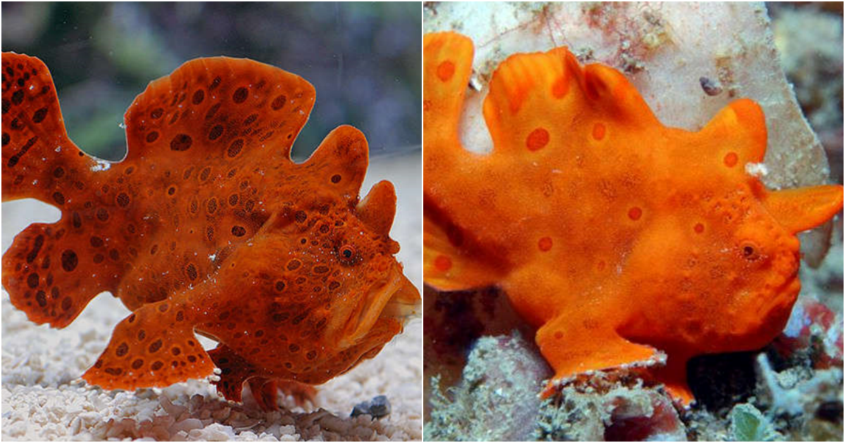 The Enigmatic Allure of the Red/Orange Anglerfish – Antennarius sp.