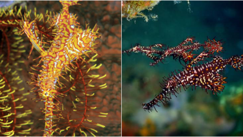 The Enigmatic Pipefish – Solenostomus Paradoxus