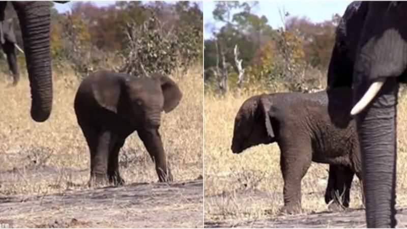 The Tragic Loss of a Baby Elephant’s Trunk A Heartbreaking Outcome