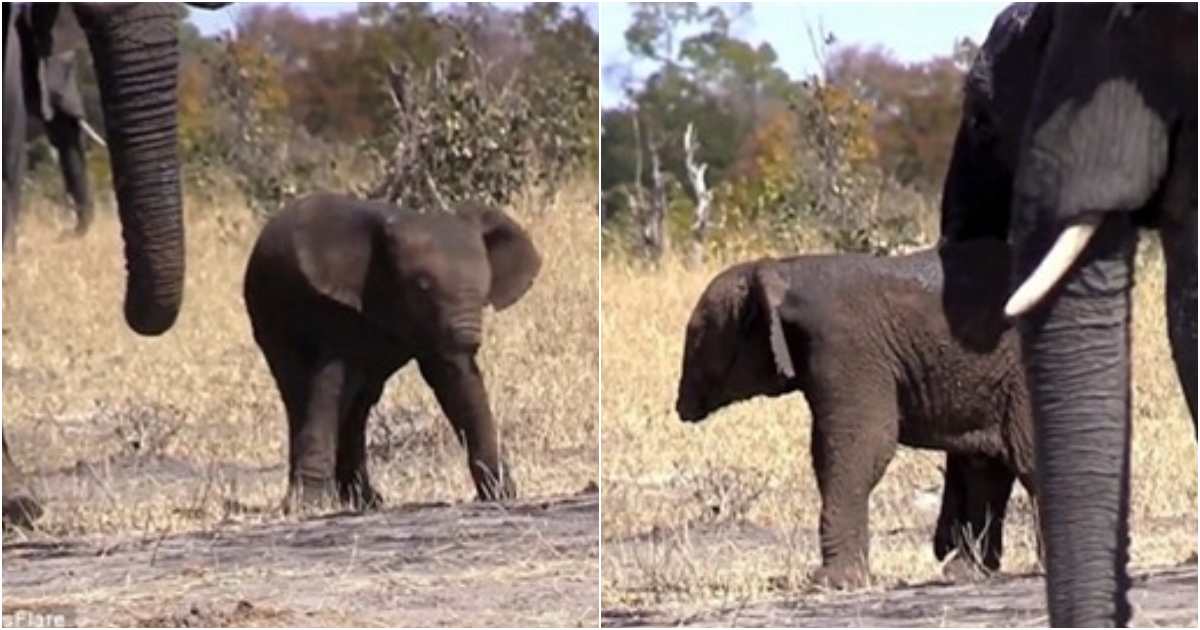 The Tragic Loss of a Baby Elephant’s Trunk A Heartbreaking Outcome