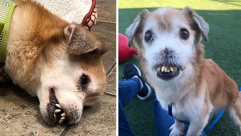 The Unbreakable Spirit: Meet Sniffles, the Extraordinary Dog with No Nose and Broken Teeth, Radiating Boundless Love and Compassion.