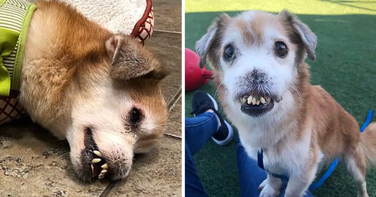 The Unbreakable Spirit: Meet Sniffles, the Extraordinary Dog with No Nose and Broken Teeth, Radiating Boundless Love and Compassion.