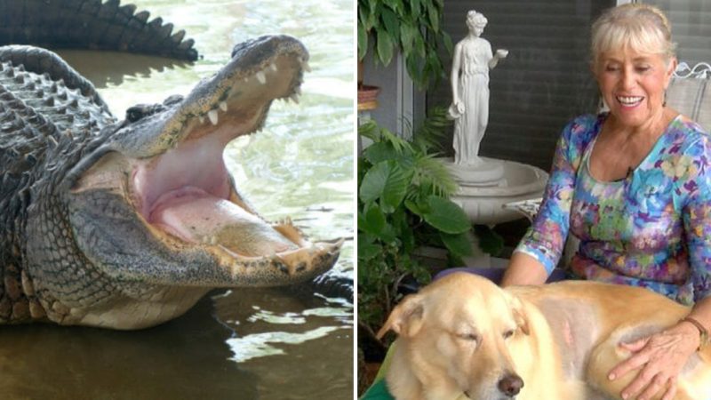 74-Year-Old Woman Risks Her Life to Rescue Her Dog from an Alligator