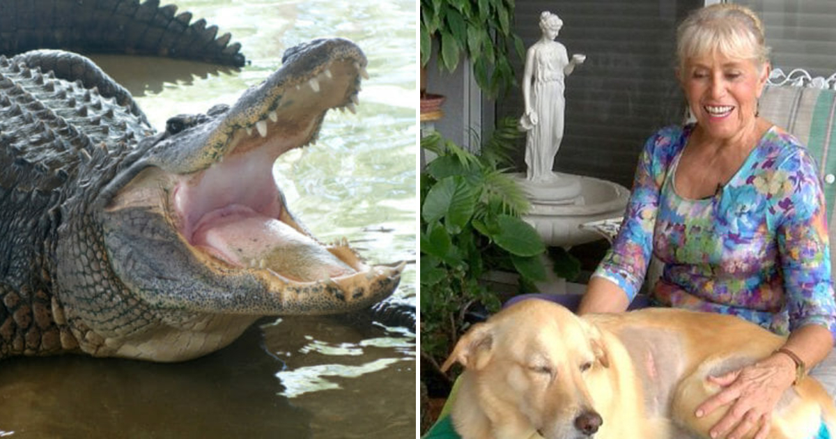 74-Year-Old Woman Risks Her Life to Rescue Her Dog from an Alligator