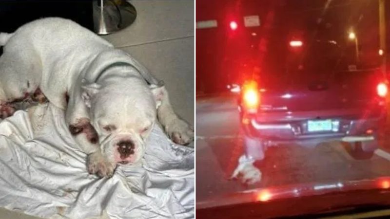 A Dog Subjected to Brutal Treatment: Man Drags and Throws Her into Truck Bed