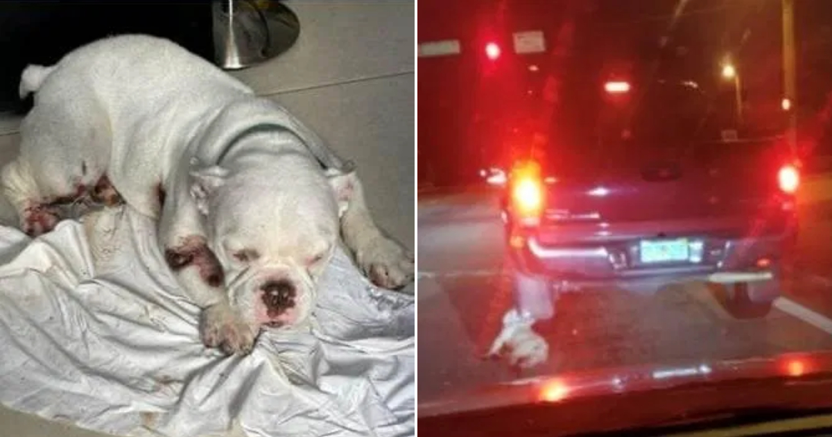 A Dog Subjected to Brutal Treatment: Man Drags and Throws Her into Truck Bed