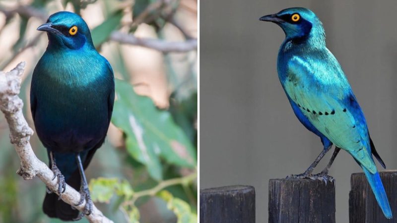 A Glossy Shimmering Blue-Green Bird – The Magnificent Beauty of the Greater Blue-eared Starling