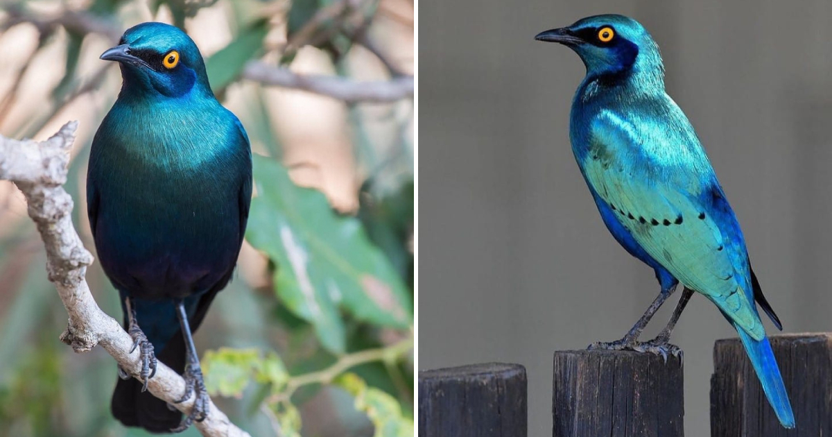 A Glossy Shimmering Blue-Green Bird – The Magnificent Beauty of the Greater Blue-eared Starling