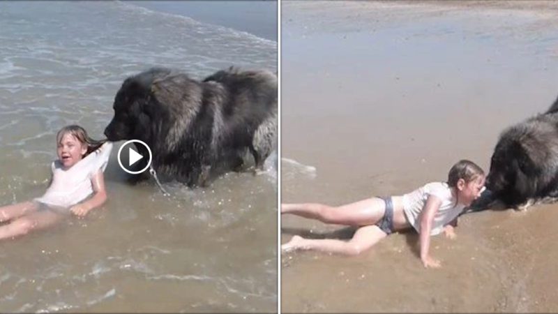 A Heartwarming Bond: Dog Saves Little Girl from Ocean Waves