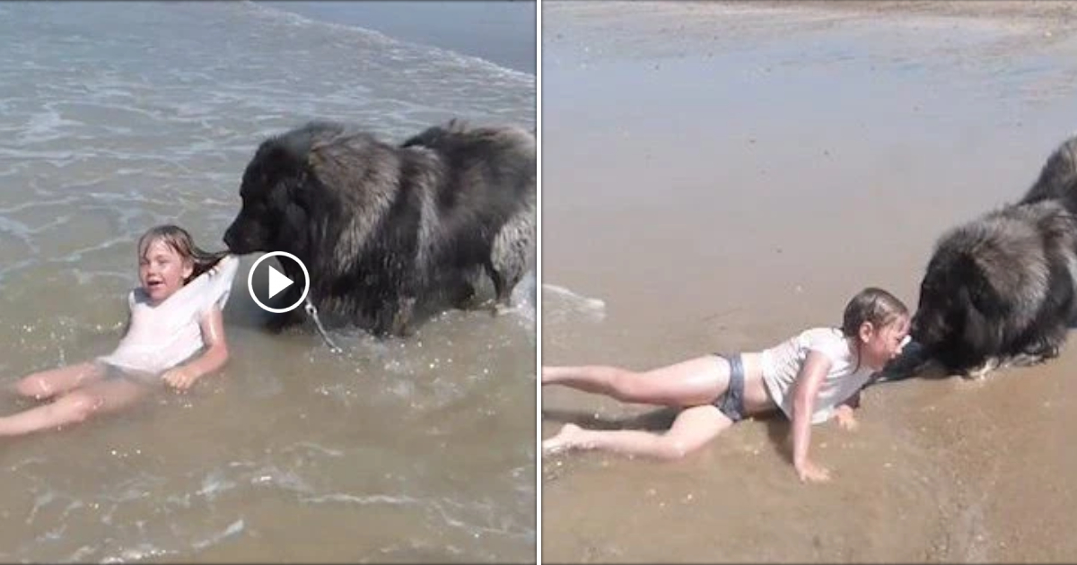 A Heartwarming Bond: Dog Saves Little Girl from Ocean Waves