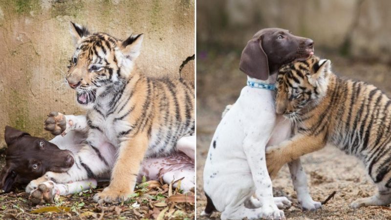 A Touching Bond: The Unlikely Friendship Between a Bengal Lion Cub and a Dog