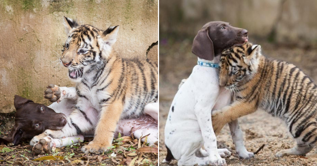 A Touching Bond: The Unlikely Friendship Between a Bengal Lion Cub and a Dog