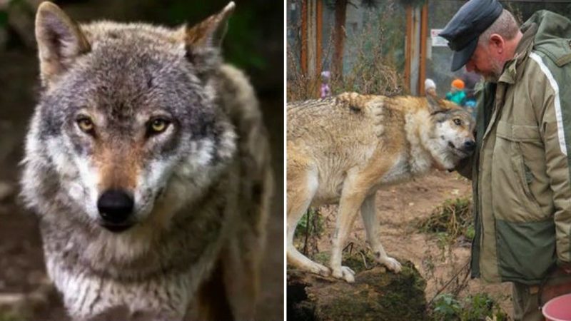 A Touching Tale of Help: A Mother Wolf’s Winter Feeding Miracle