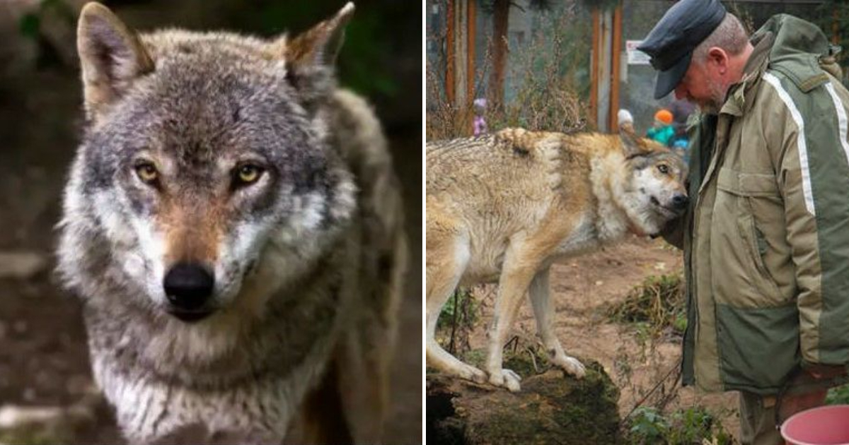 A Touching Tale of Help: A Mother Wolf’s Winter Feeding Miracle